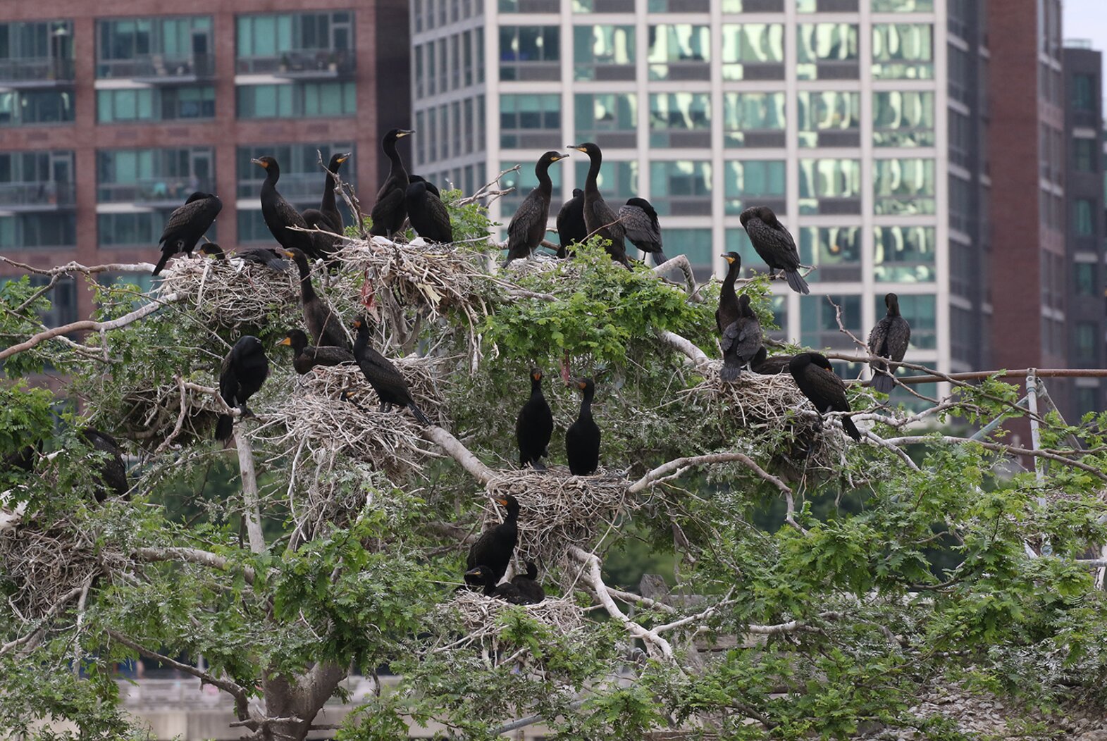 A close-up of Double-crested Cormorants nesting on U Thant Island, which lies between Roosevelt Island and Manhattan. Photo: Don Riepe