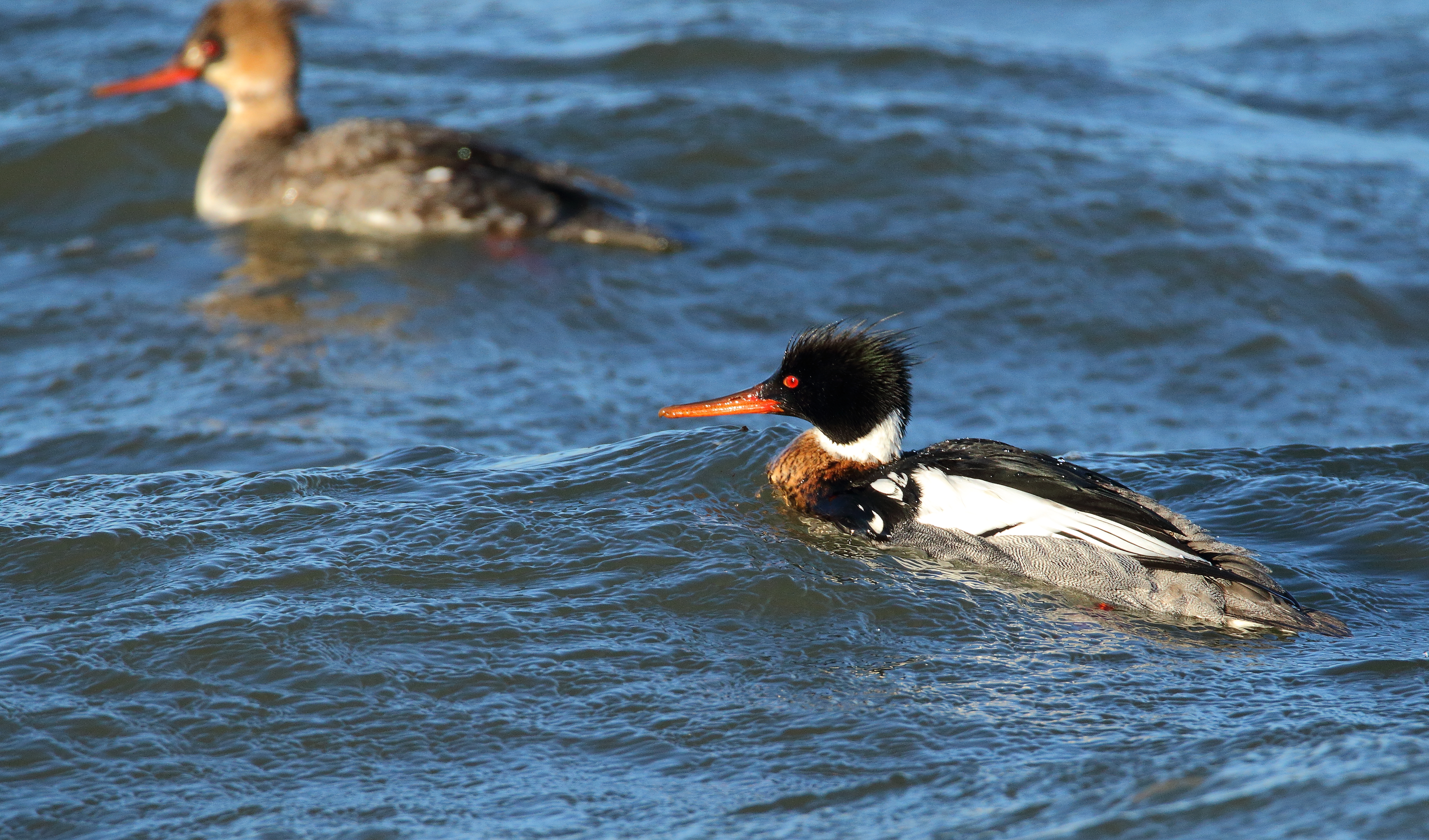 Red-breasted Mergansers are frequently seen along Manhattan’s southeastern shore in the wintertime. Photo: <a href="https://www.flickr.com/photos/120553232@N02/" target="_blank">Isaac Grant</a>