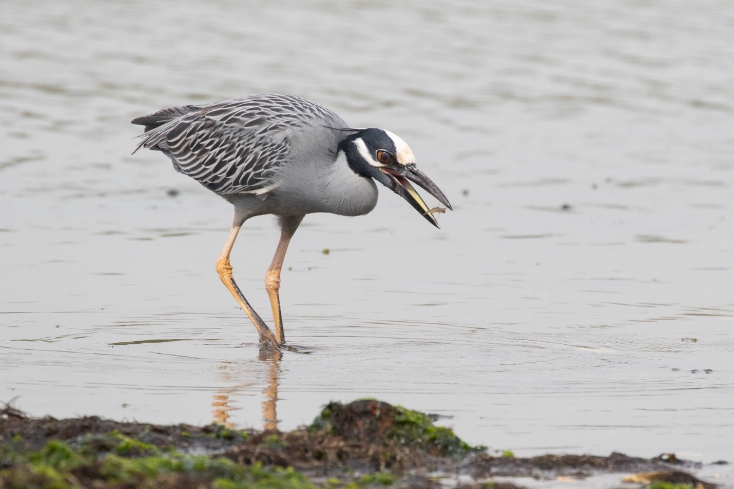 This adult Yellow-crowned Night-Heron, photographed in Brooklyn in May 2021, likely nests in or around Jamaica Bay. This species, which feeds on crustaceans taken from tidal creeks, mostly nests in residential neighborhoods. Photo: Ryan Mandelbaum