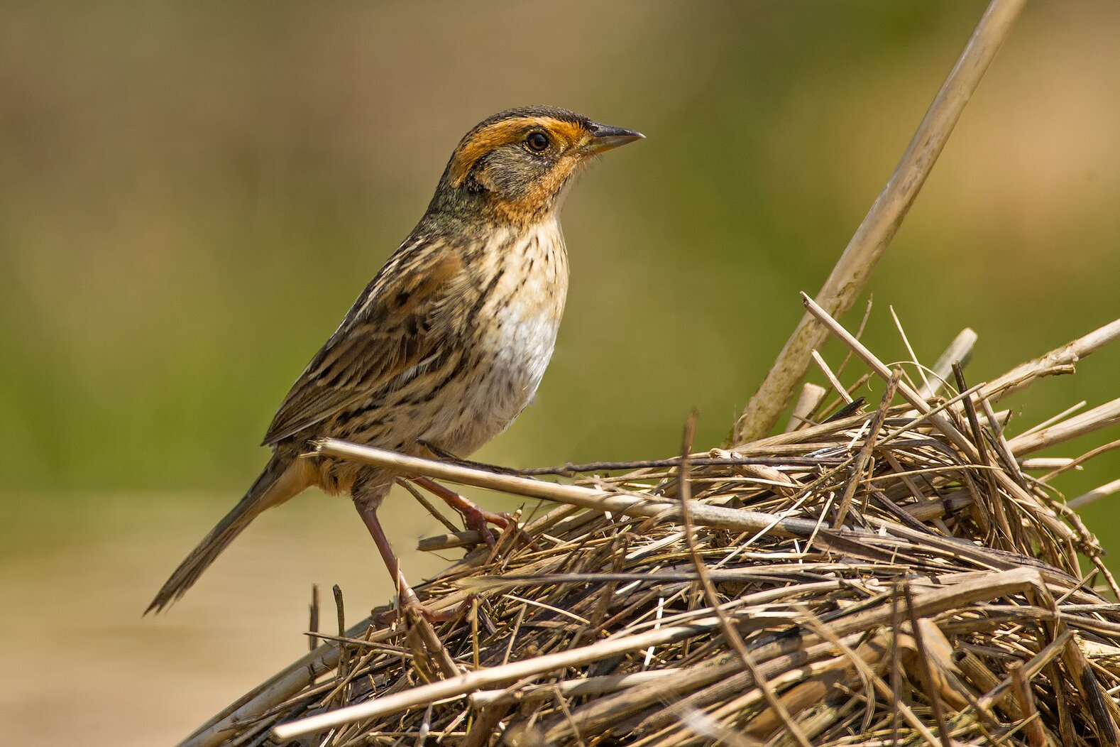 Saltmarsh Sparrow nest in Alley Pond Park. Photo: Lloyd Spitalnik