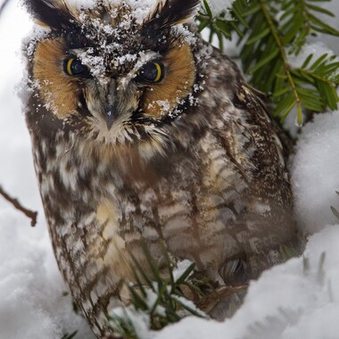 Owls such as the Long-eared Owl are sometimes found roosting in Kissena Park. Photo: François Portmann