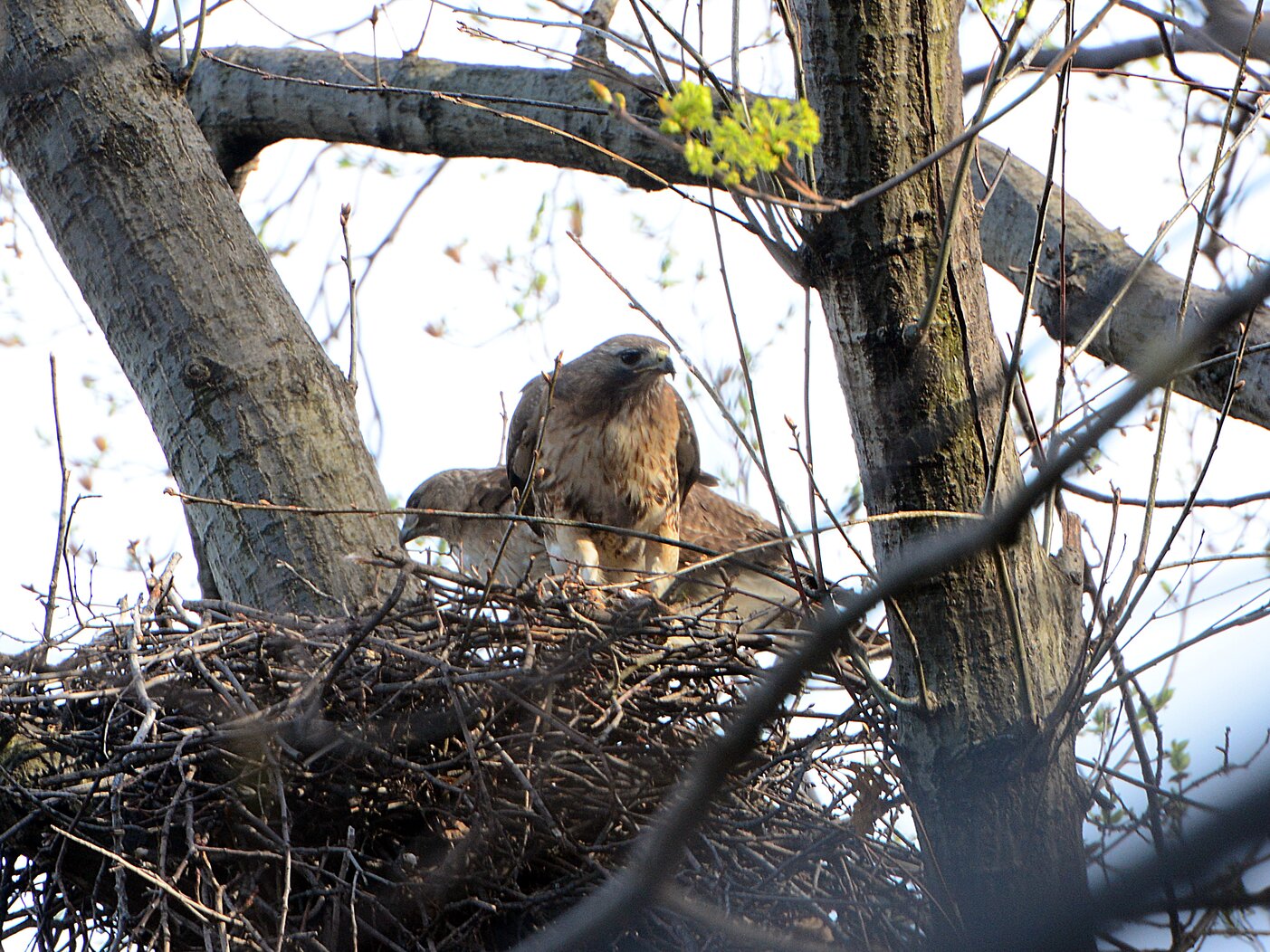 George and Martha” have been among the nesting Red-tailed Hawks known to local birders in Highbridge Park. Photo: Robert/CC BY-NC-ND 2.0