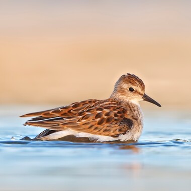 A Least Sandpiper cools off at Miller Field. Photo: <a href="https://www.flickr.com/photos/120553232@N02/" target="_blank" >Isaac Grant</a>