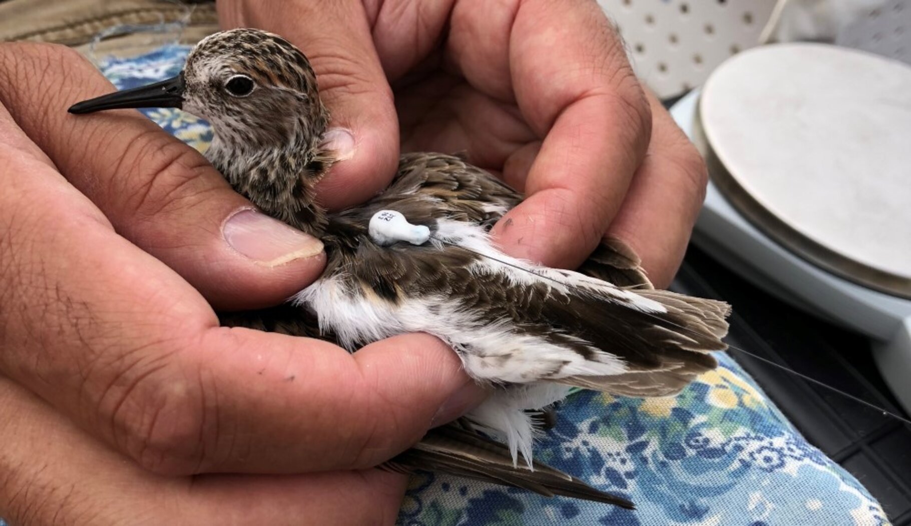 This migrating Semipalmated Sandpiper was fitted with a radio-transmitting Nanotag in Jamaica Bay. Our Nanotag work is part of a collaborative effort to identify major threats to at-risk shorebirds and develop strategies to reverse their decline. Photo: NYC Audubon