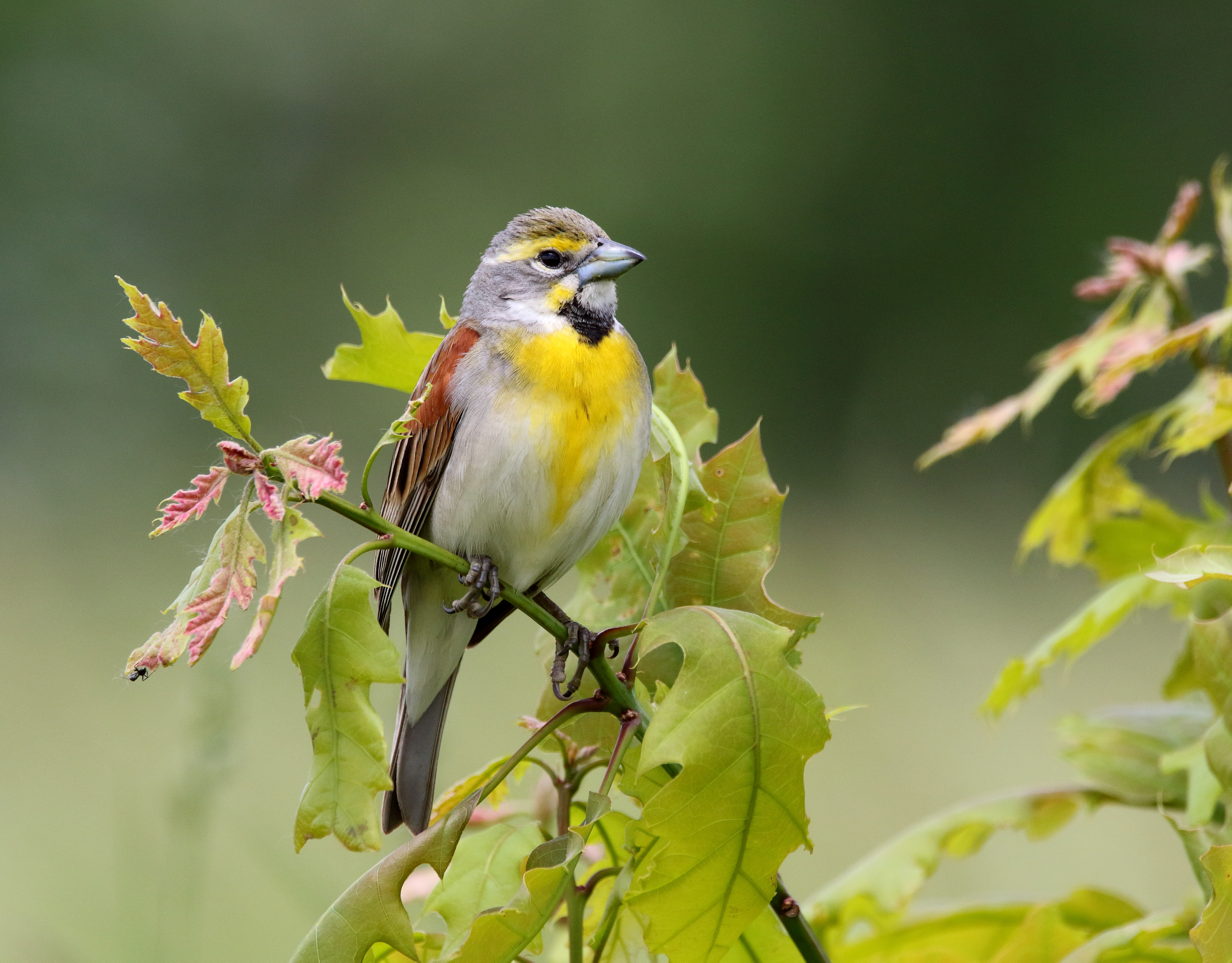 The Dickcissel is one of the more unusual migrants that has been spotted stopping over on Roosevelt Island during migration. Photo: <a href="https://www.flickr.com/photos/120553232@N02/" target="_blank">Isaac Grant</a>