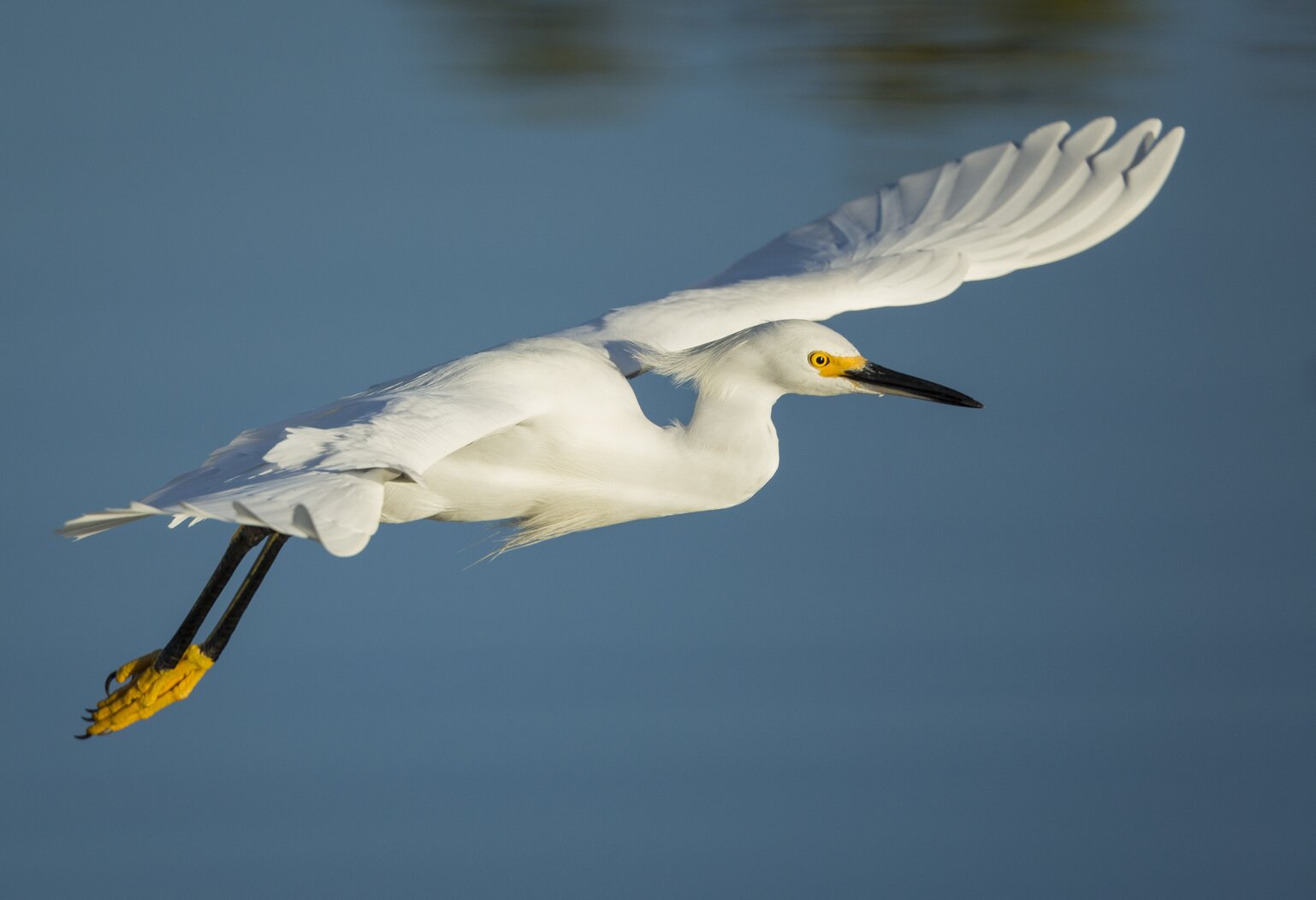 Snowy Egrets frequently forage in the marshes of Alley Creek. Photo: Lindsay Donald/Audubon Photography Awards