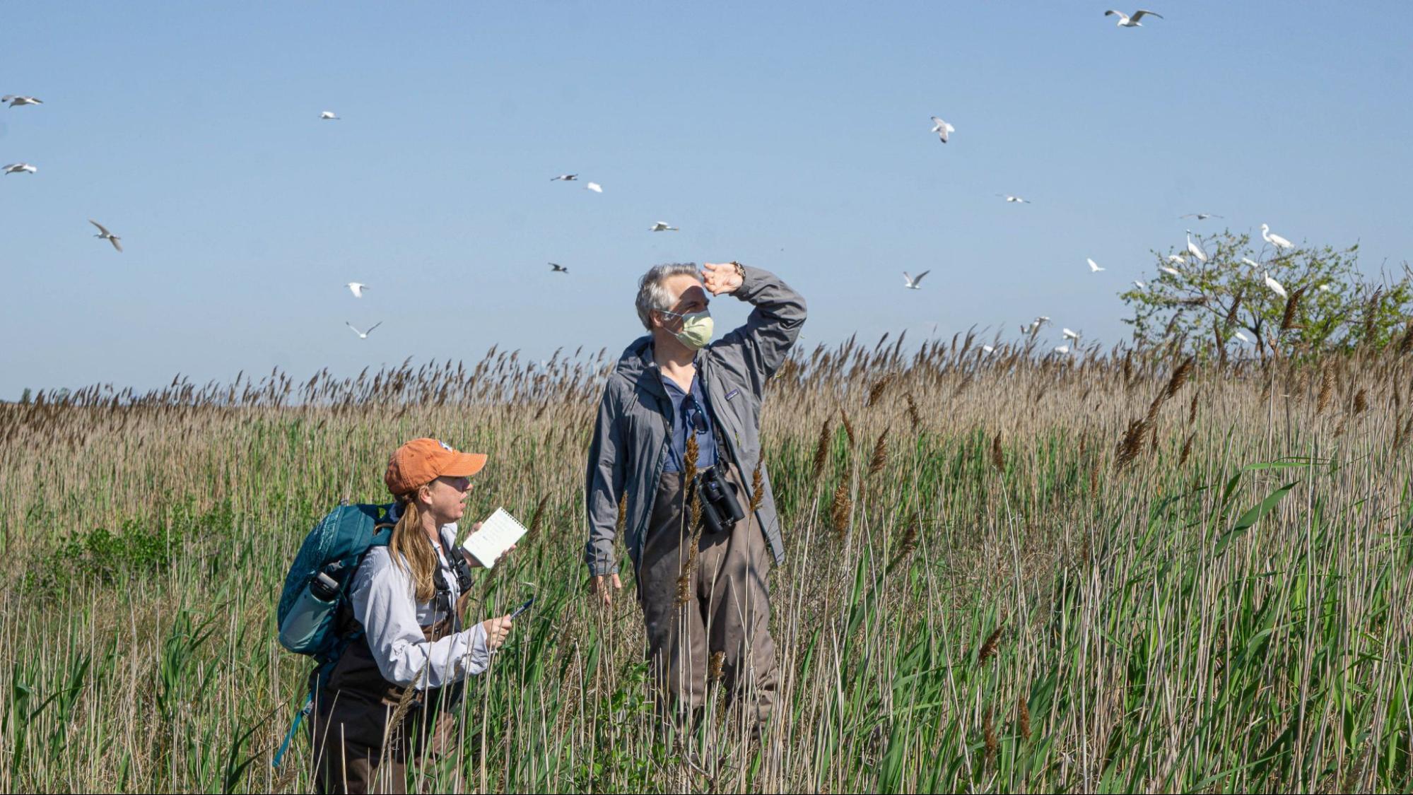 Dr. Shannon Curley, PhD, and Tod Winston survey Elder’s East Island in Jamaica Bay. Photo: NYC Audubon