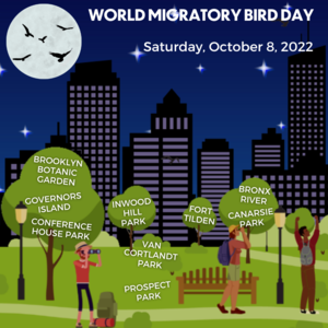 Graphic displaying a park at night with people looking through binoculars and silhouettes of birds flying in the light of the moon. In the background, city buildings all have their lights turned off. Words displayed from top to bottom are, “World Migratory Bird Day”, “Saturday, October 8, 2022”. Graphic: NYC Audubon