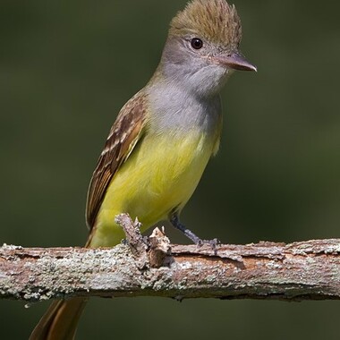 Great Crested Flycatchers find nesting cavities in the mature woodlands of Alley Pond Park. Photo: <a href="https://www.lilibirds.com/" target="_blank">David Speiser</a>