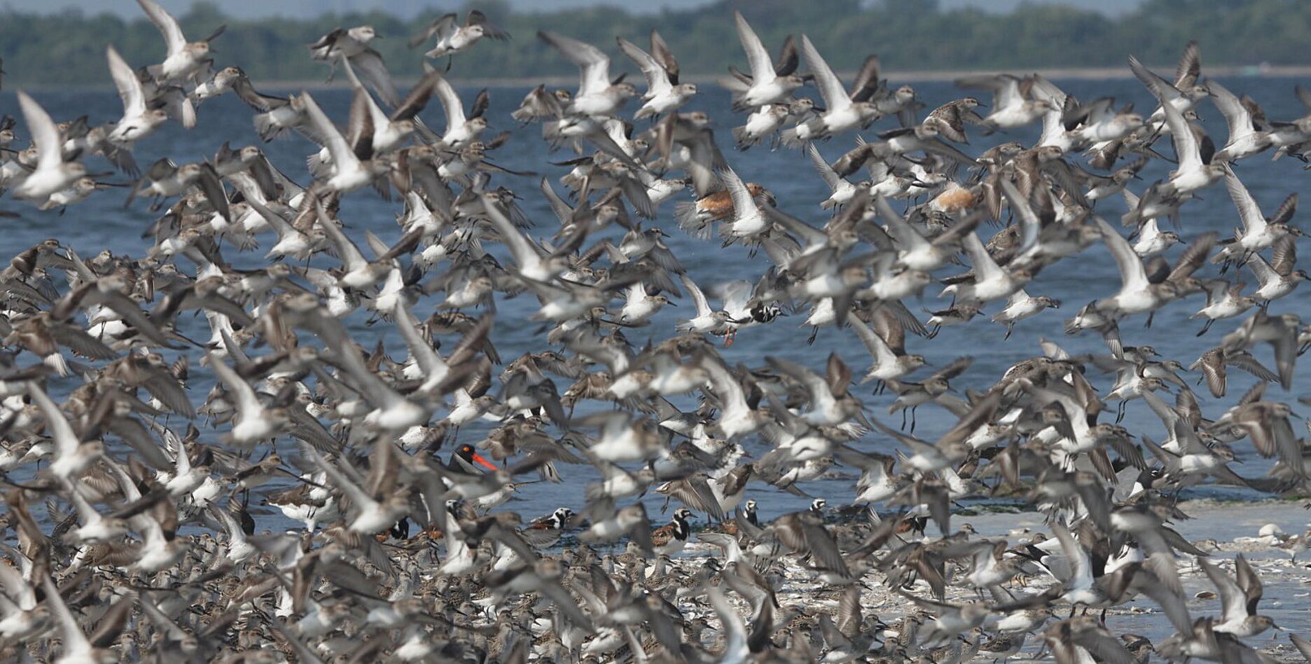 Shorebirds visit Jamaica Bay in great numbers in both spring and late summer. Here Red Knots, Semipalmated Sandpipers, Ruddy Turnstones, and American Oystercatchers feed amongst spawning Horseshoe Crabs. Photo: <a href="https://www.facebook.com/don.riepe.14" target="_blank">Don Riepe</a>