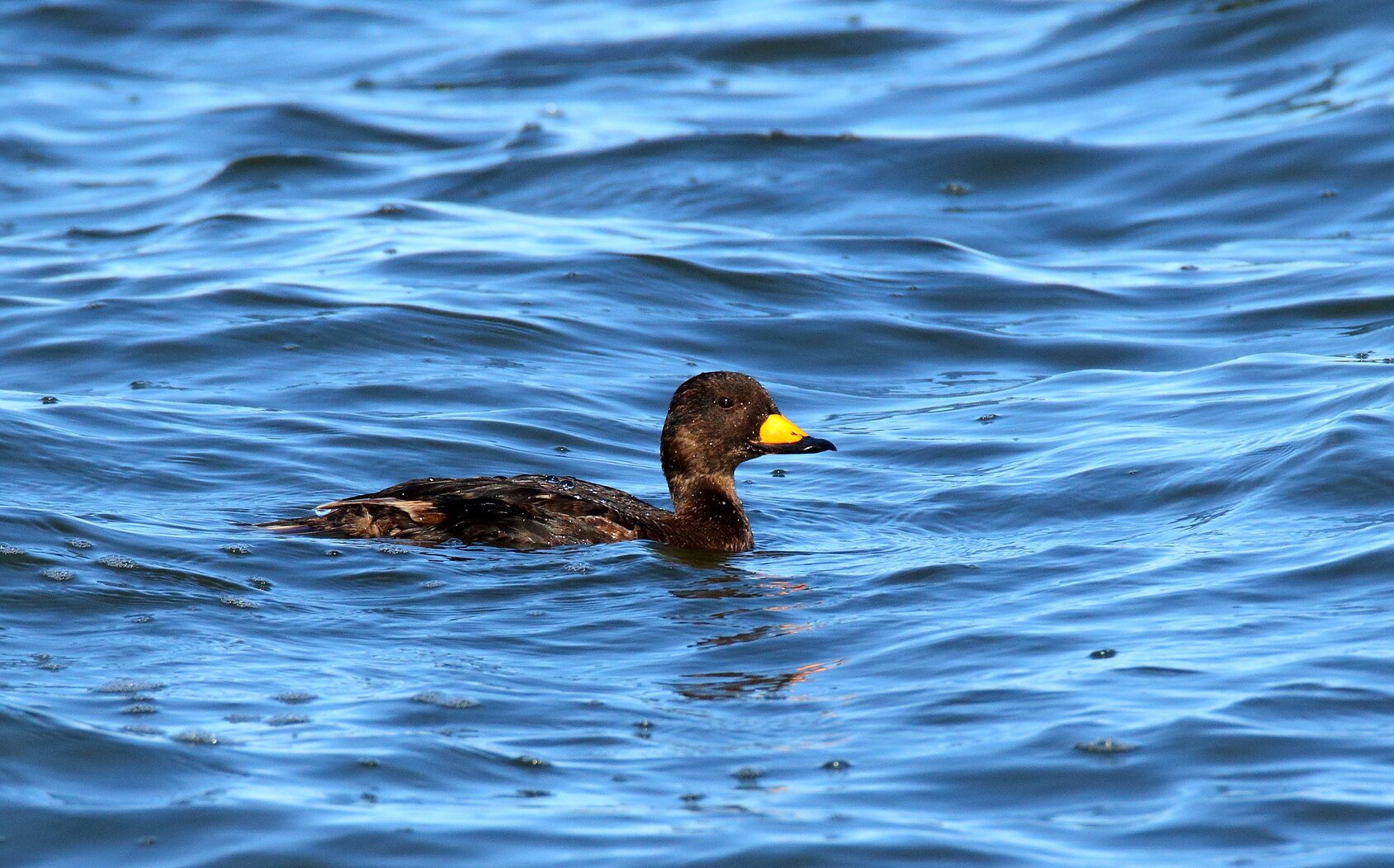 Many diving ducks including Black Scoter can be found in the Narrows. Photo: <a href="https://www.flickr.com/photos/120553232@N02/" target="_blank" >Isaac Grant</a>