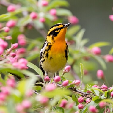 Blackburnian Warblers are wrapping up their winter stay in South America about now, getting heading north. Where will you find one this spring? Photo: <a href="https://carlarhodes.photography/greatesthits" target="_blank">Carla Rhodes</a>