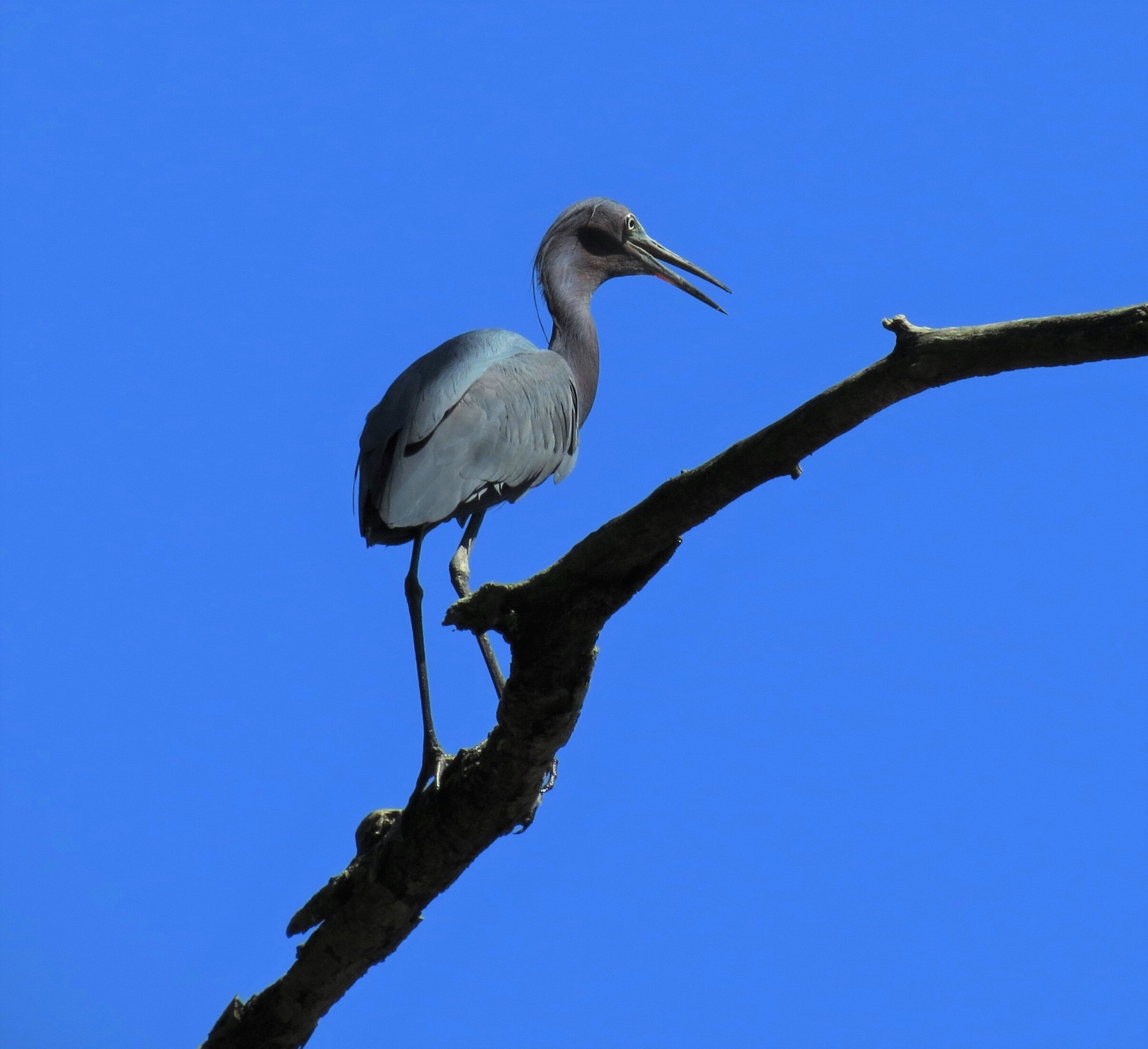 Mount Loretto’s wetlands attract a good variety of wading birds, including this Little Blue Heron. Photo: Keith Michael