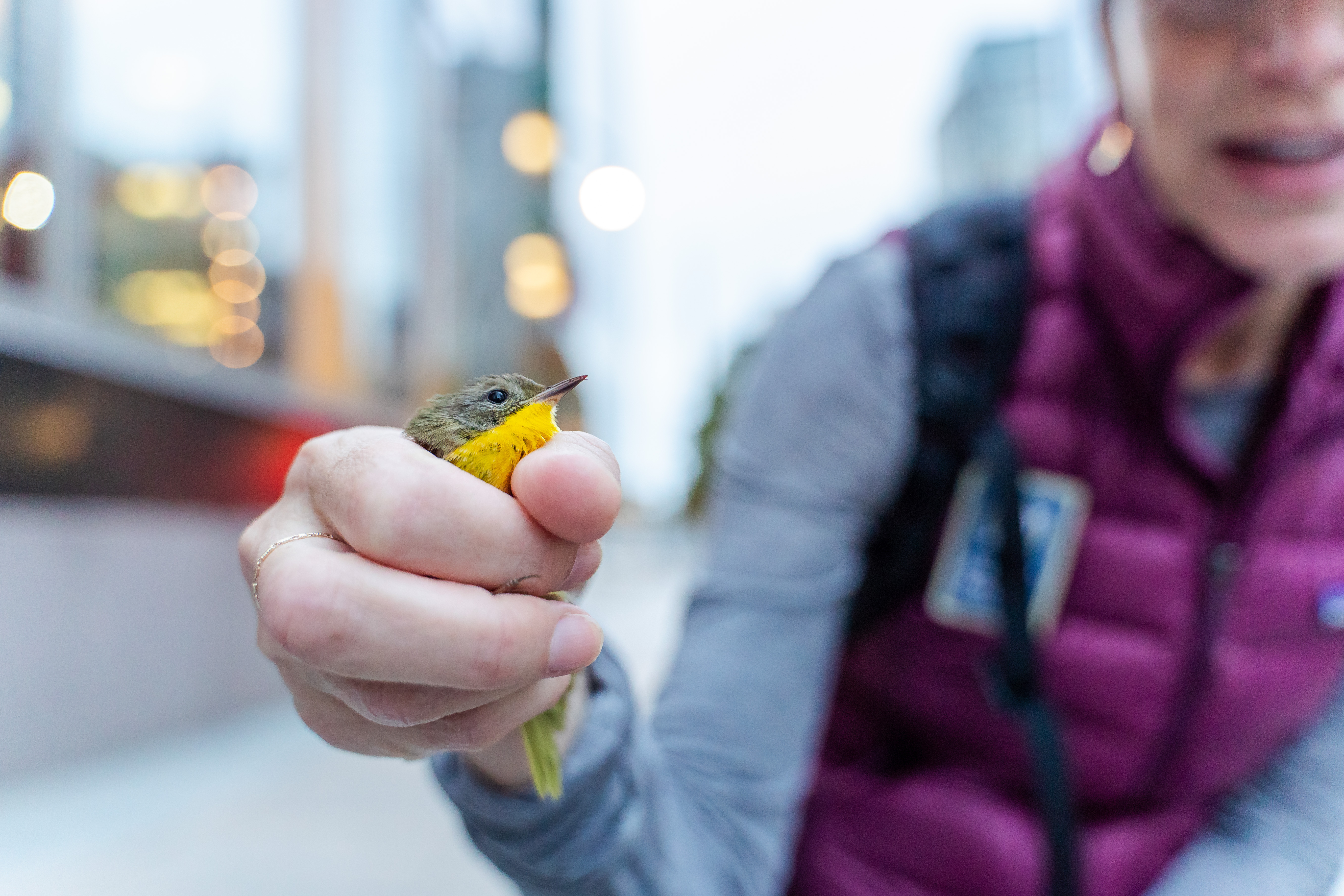 A Project Safe Flight volunteer holds a Common Yellowthroat found injured from colliding with glass. Photo: Winston Qin
