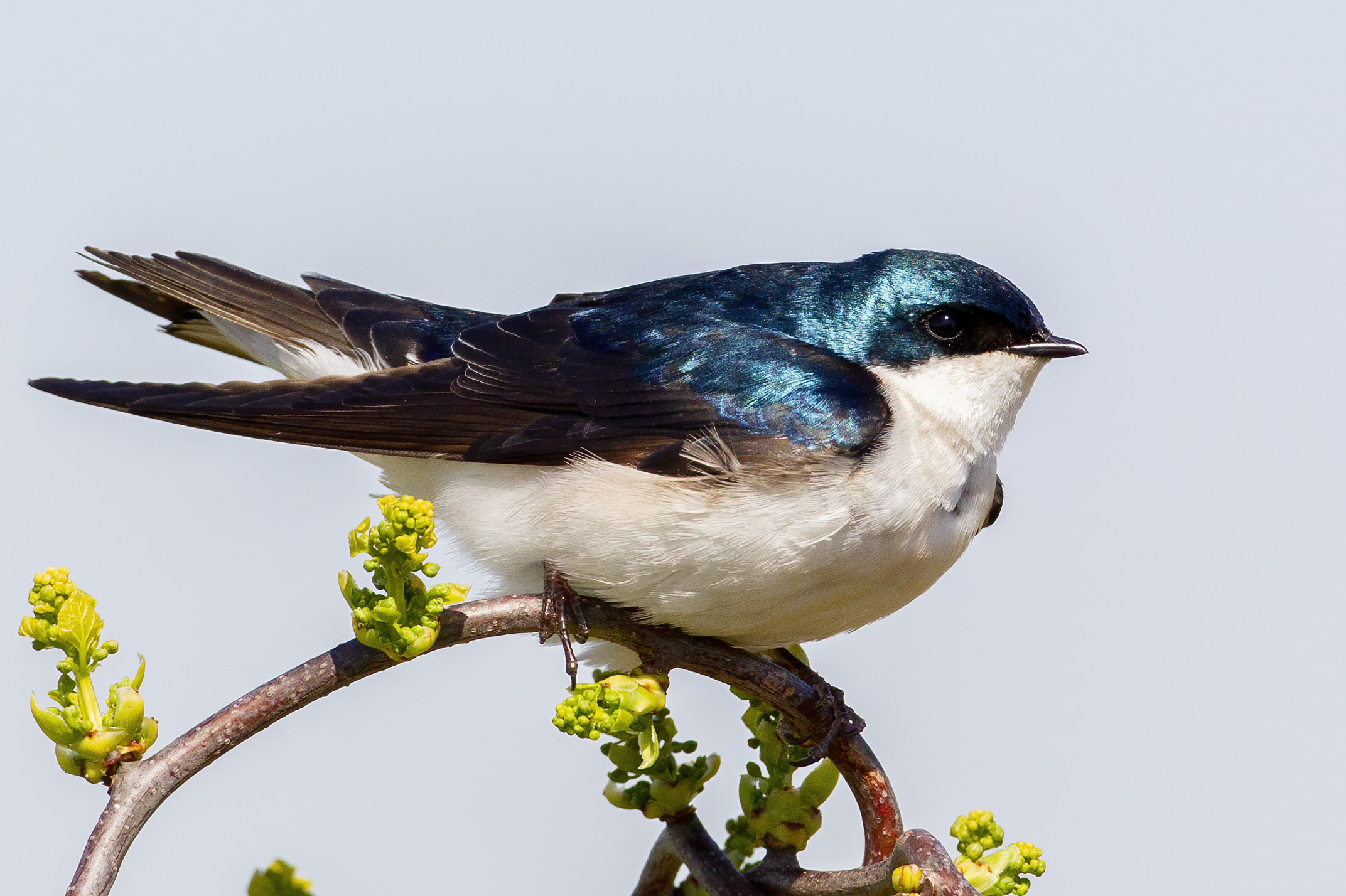 During nesting season, Tree Swallows are often seen around the Hammock Grove and Hills of Governors Island. Photo: Lloyd Spitalnik