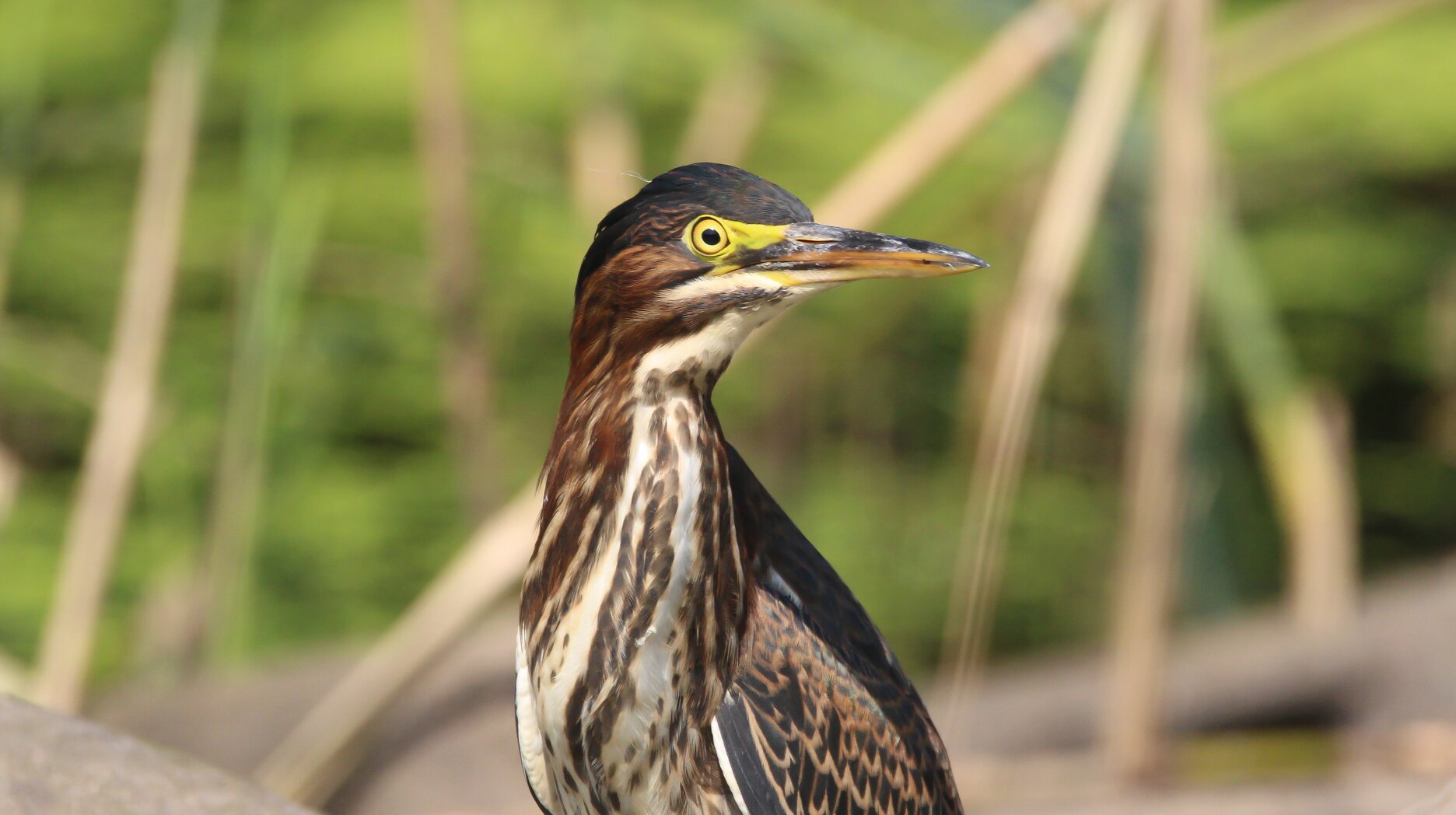 Green Herons come to feed in the Snug Harbor wetlands. Photo: <a href="https://www.flickr.com/photos/89780664@N05/" target="_blank">Dave Ostapiuk</a>