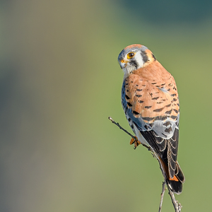 We thank our thousands of members, donors, and supporters who help us make NYC safer for birds and people. American Kestrel photo: Becky Matsubara