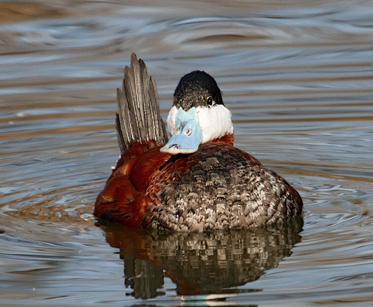 Check lingering male Ruddy Ducks in late spring; some may be sporting their trademark blue bill. Photo: <a href="https://laurameyers.photoshelter.com/index" target="_blank" >Laura Meyers</a>