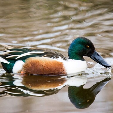 The Northern Shoveler (here, a male) is one of New York City's most common winter ducks.  Photo: Gerald Lisi/Audubon Photography Awards