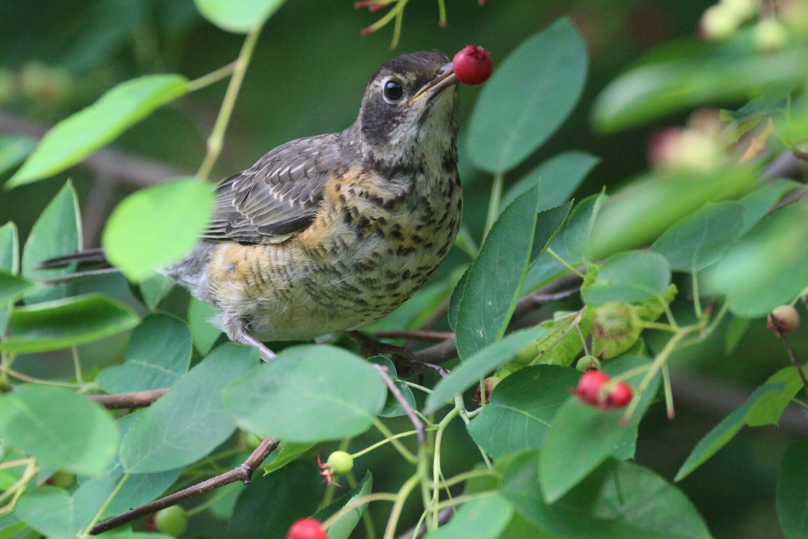 A young American Robin feeds on Shadbush berries. Photo: <a href="https://www.flickr.com/photos/89780664@N05/" target="_blank">Dave Ostapiuk</a>