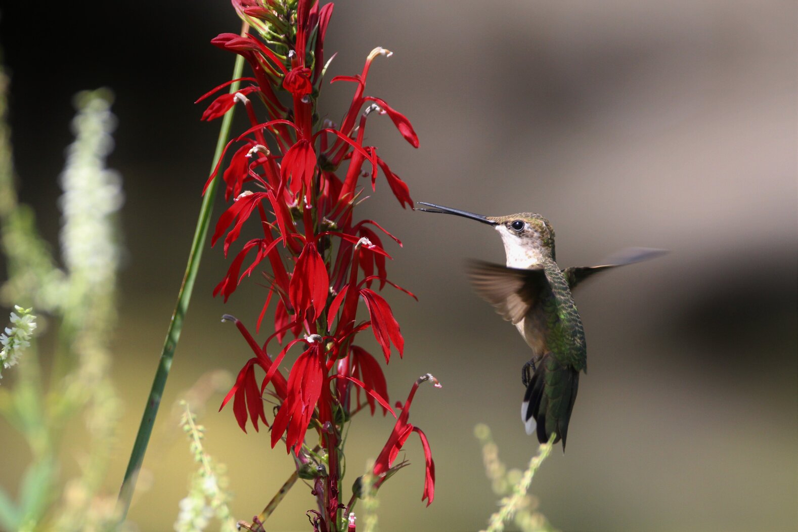 A Ruby-throated Hummingbird feeds on native Cardinal Flower at Snug Harbor. Photo: <a href="https://www.flickr.com/photos/89780664@N05/" target="_blank">Dave Ostapiuk</a>