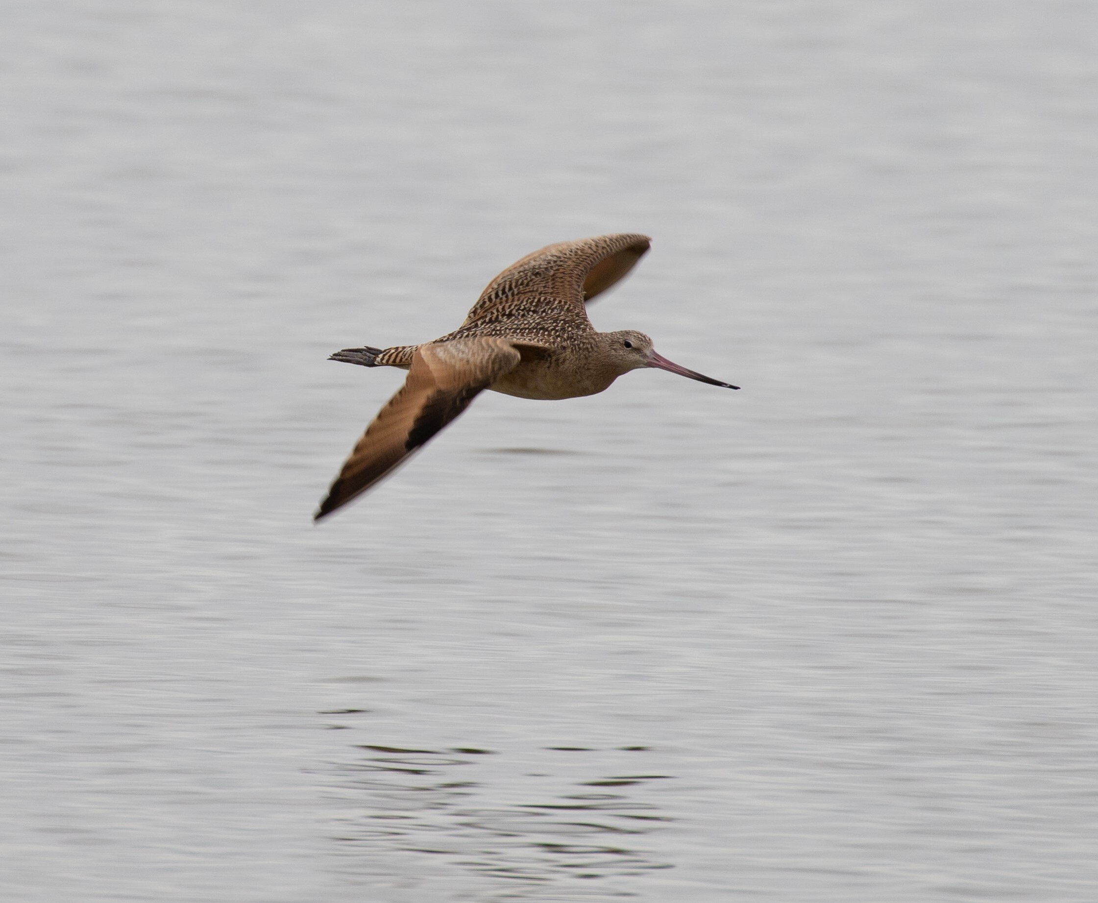 Marbled Godwits sometimes stop by Jamaica Bay. Photo: <a href="https://www.flickr.com/photos/144871758@N05/" target="_blank">Ryan F. Mandelbaum</a>