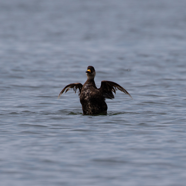 All three scoter species, including this Black Scoter (a molting male) can been along Brooklyn's shore over the winter. Photo: <a href="https://www.flickr.com/photos/144871758@N05/" target="_blank">Ryan F. Mandelbaum</a>