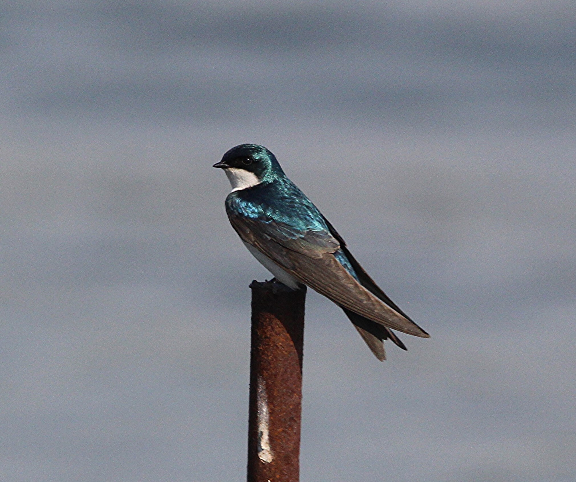 A male Tree Swallow glistens in the sun at Heritag Park. Photo: <a href="https://www.flickr.com/photos/89780664@N05/" target="_blank">Dave Ostapiuk</a>