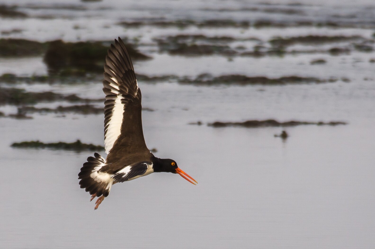 Look and listen for American Oystercatchers in Spring Creek Park. Photo: Lawrence Pugliares
