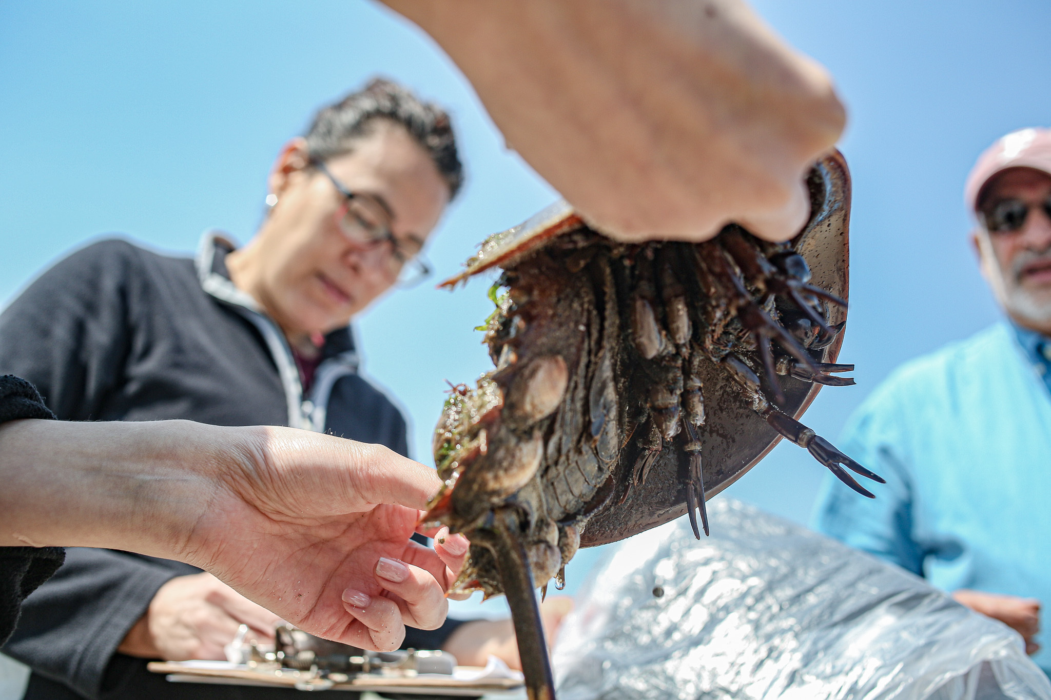 Volunteers preparing to tag a male Atlantic Horseshoe Crab. Photo: Bianco Otero
