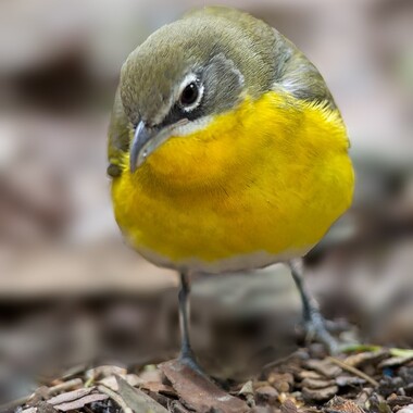  The Yellow-breasted Chat has been a celebrated visitor to a number of small Manhattan Parks. Photo: David Speiser