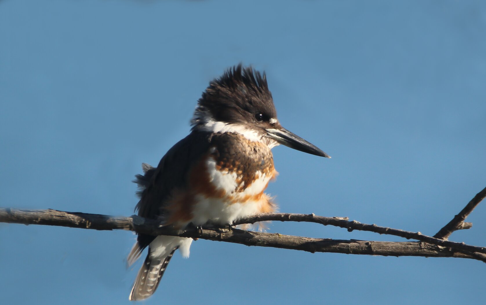 Listen for the rattle of the Belted Kingfisher at Richmond Terrace Park. Photo: <a href="https://www.flickr.com/photos/89780664@N05/" target="_blank">Dave Ostapiuk</a>