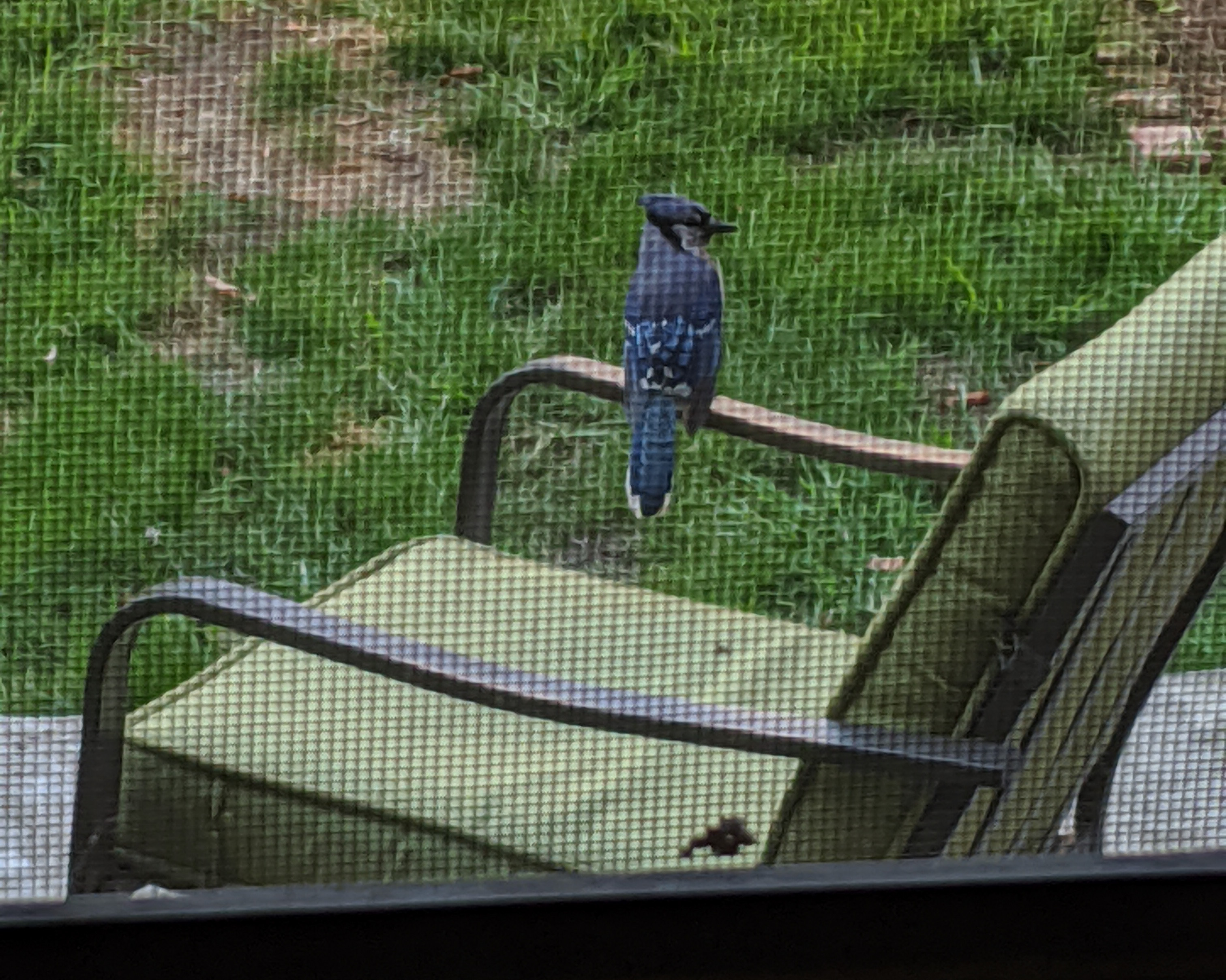 Blue Jay viewed behind screened window. Photo: NYC Audubon