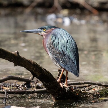 Green Herons regularly forage in the tranquil waters of Prospect Park and have also regularly nested here. Photo: <a href="https://www.flickr.com/photos/144871758@N05/" target="_blank">Ryan F. Mandelbaum</a>