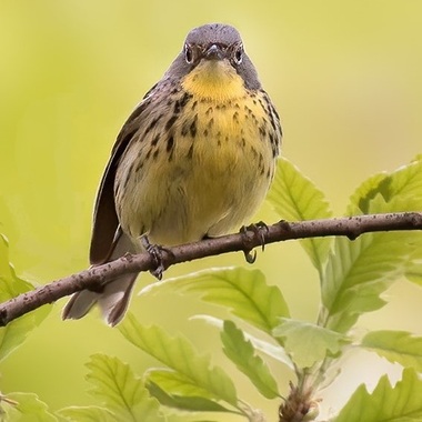 The 2018 appearance of a Kirtland’s Warbler was a first for Central Park. Photo: <a href="https://www.lilibirds.com/" target="_blank">David Speiser</a>