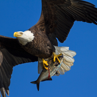 Bald Eagles eat a wide variety of animals, as well as carrion, but their primary food prey is fish. Photo: <a href="http://www.fotoportmann.com/" target="_blank" >François Portmann</a>
