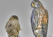 A juvenile Sharp-shinned Hawk (left) and juvenile Cooper's Hawk (right). <a href="https://www.flickr.com/photos/colorob/6086644708/" target="_blank" >Photo</a>: Chuck Roberts/<a href="https://creativecommons.org/licenses/by-nc-nd/2.0/" target="_blank" >CC BY-NC-ND 2.0</a>