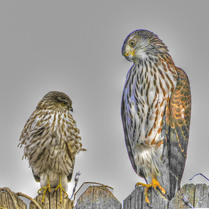 A juvenile Sharp-shinned Hawk (left) and juvenile Cooper's Hawk (right). <a href="https://www.flickr.com/photos/colorob/6086644708/" target="_blank" >Photo</a>: Chuck Roberts/<a href="https://creativecommons.org/licenses/by-nc-nd/2.0/" target="_blank" >CC BY-NC-ND 2.0</a>