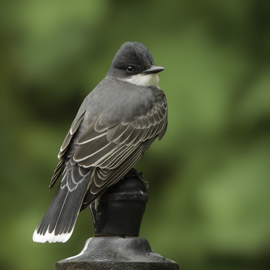 Eastern Kingbirds, easily ID'd at a distance by their black-and-white coloring and thick white tail band, nest in Green-Wood Cemetery. Photo: <a href="https://laurameyers.photoshelter.com/index" target="_blank">Laura Meyers</a>