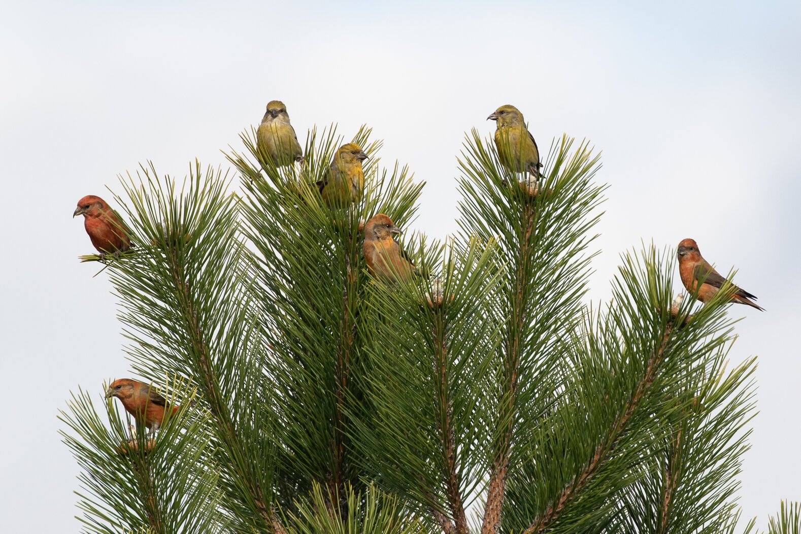 The pines at Floyd Bennett Field may hold all sorts of surprises in the wintertime—such as this flock of Red Crossbills. Photo: Ryan F. Mandelbaum