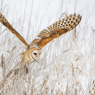 A Barn Owl on the hunt. Photo: Stacy Howell/Audubon Photography Awards