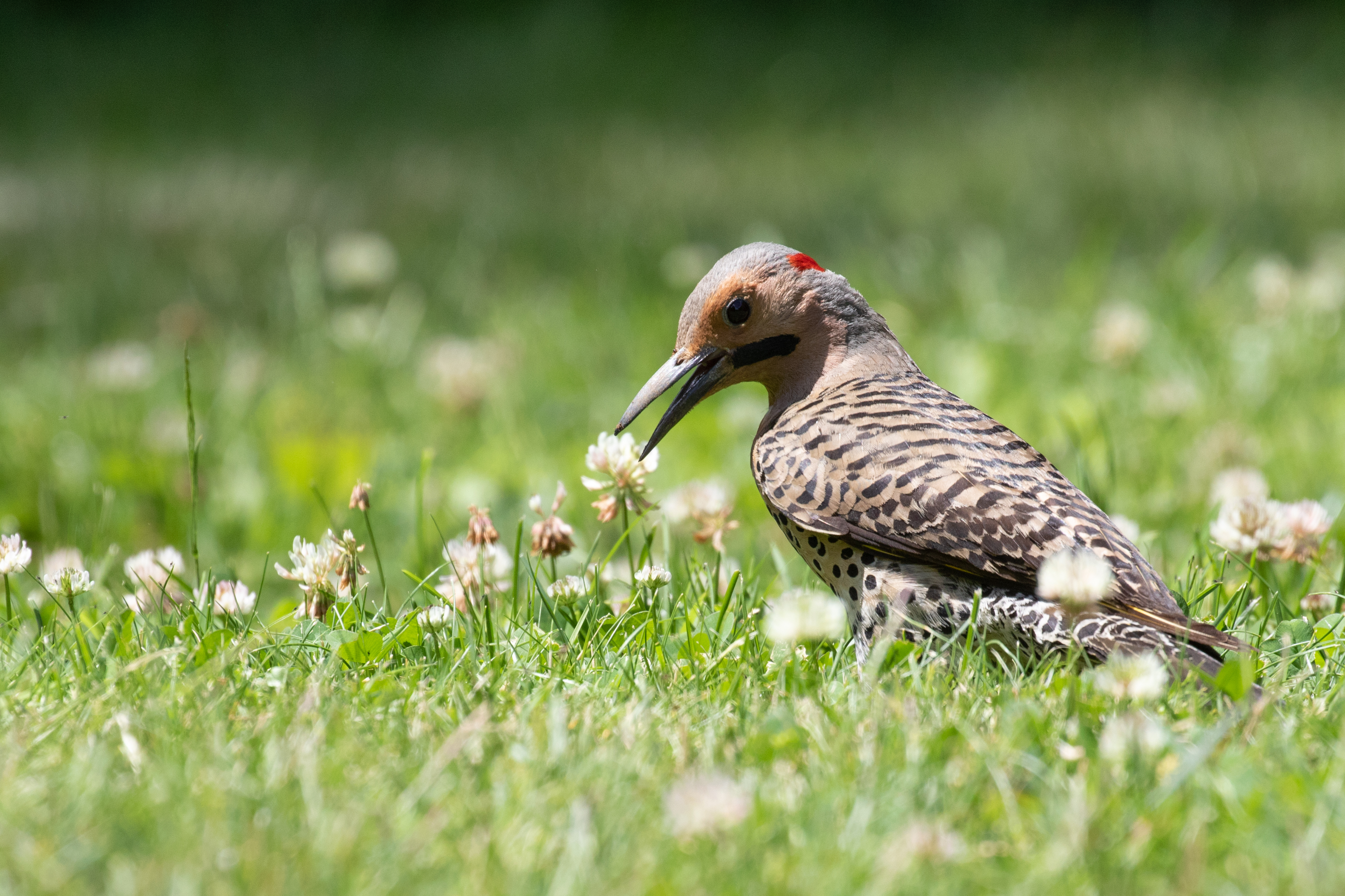 Northern Flickers pass through Central Park in large numbers during migration; a few regularly stay to breed. Photo: <a href="https://www.flickr.com/photos/144871758@N05/" target="_blank">Ryan F. Mandelbaum</a>