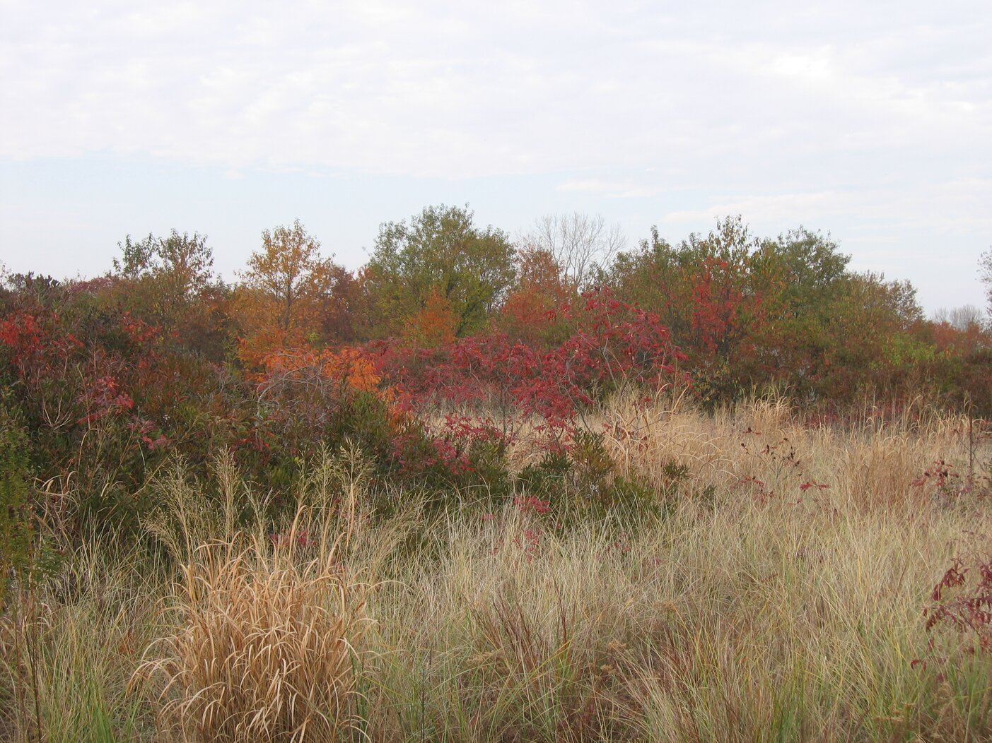 Native grasses and sumac of Floyd Bennett Field. Photo: Ianqui Doodle/CC BY-NC-ND 2.0