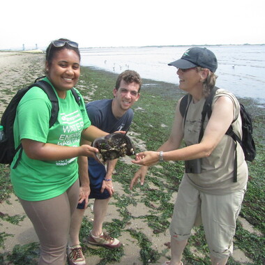NYC Audubon volunteers count horseshoe crabs and clean beaches across New York City. Photo: NYC Audubon
