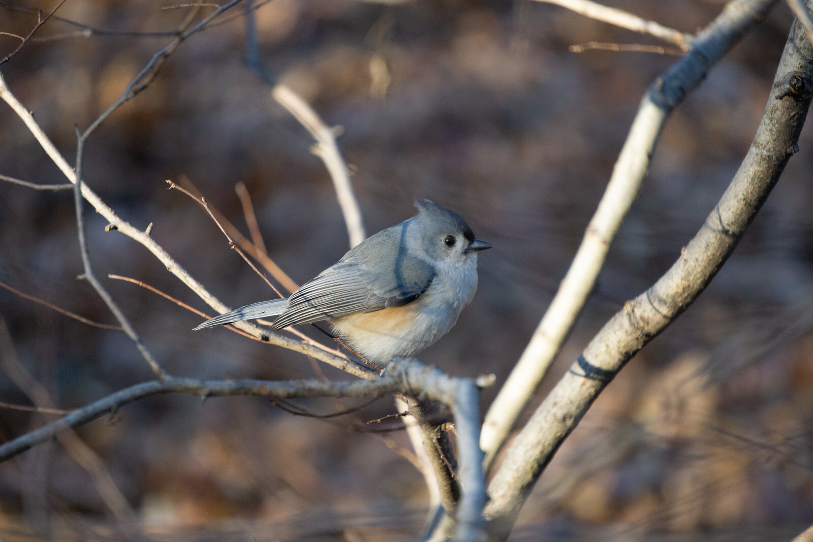One of the 765 Tufted Titmice counted in Central Park at the 123rd Annual Audubon Christmas Bird Count. Photo: NYC Audubon