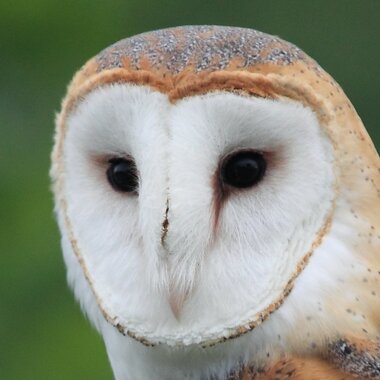 Barn Owl. Photo: Sheribeari/<a href="https://creativecommons.org/licenses/by-nd/2.0/" target="_blank" >CC BY-ND 2.0</a>
