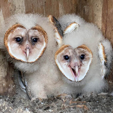 Barn Owl nestlings in Jamaica Bay Wildlife Refuge, Queens. Photo: <a href="https://www.facebook.com/don.riepe.14" target="_blank" >Don Riepe</a>
