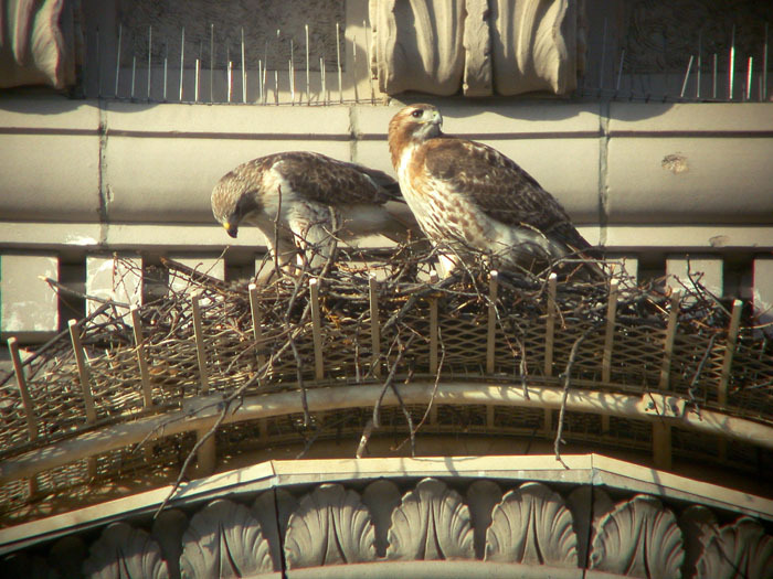 The originals: Pale Male and Lola on their Fifth Avenue Nest, circa 2005 . Photo: Rik Davis