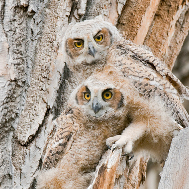 Young Great Horned Owls. Photo: Gene Putney/Audubon Photography Awards