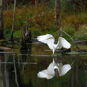 A Great Egret in Mount Loretto Unique Area's freshwater pond. Photo: <a href="https://www.flickr.com/photos/51819896@N04/" target="_blank">Lawrence Pugliares</a>